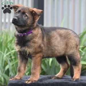 Mary, German Shepherd Puppy